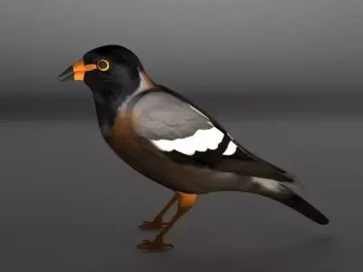 Myna Bird 3D model