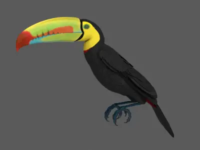 Keel-billed Toucan 3D model