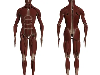 Complete Human Body Anatomy - Muscles Skeleton Internal Organs 3D model