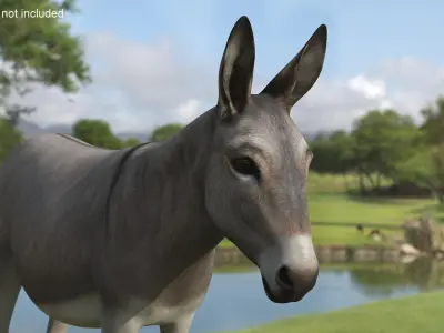  Farm Mammal Donkey 