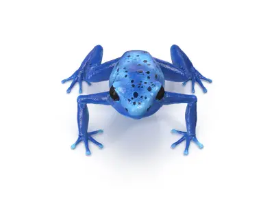 Blue Poison Dart Frog Animated 3D model