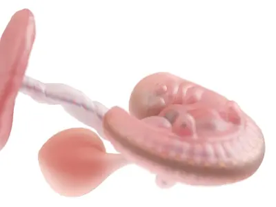 Fetus Anatomy Week 5 Animated 3D model