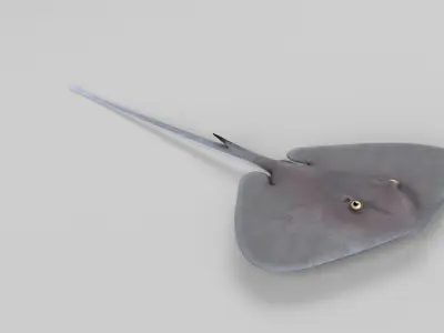 Stingray 3D model purchase