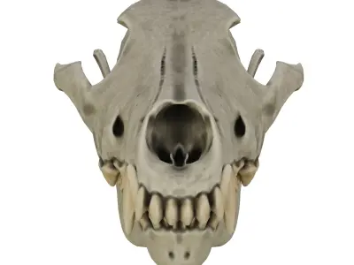 Dog Skull 3D model