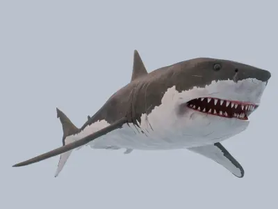 Great White Shark Low-poly 3D model 15