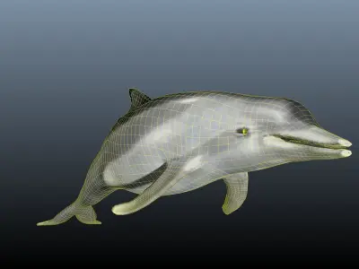 dolphin lowpoly 3D model purchase