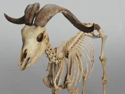 Goat Skeleton 3D model purchase