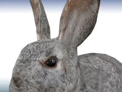 Rabbit  Low-poly 3D model