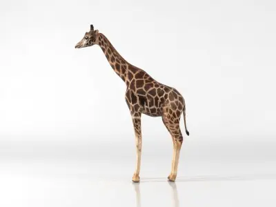 Giraffe Low-poly 3D model 2