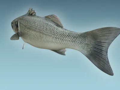 Barfish shark flying in sky 3D model