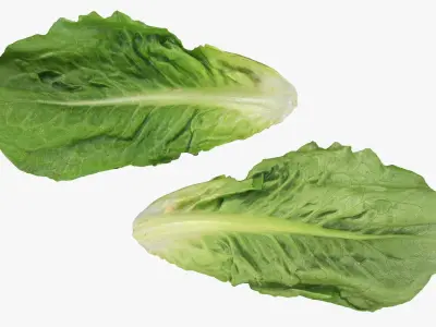  Romaine Lettuce Collection 