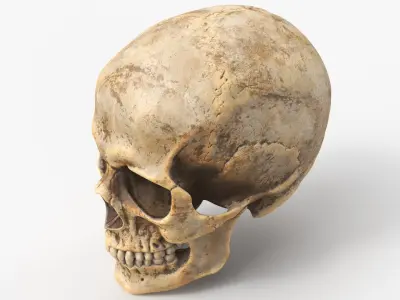 Human Skull Dirty 3D model