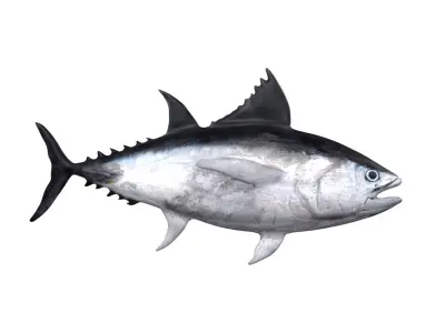 tuna fish Low-poly 3D model