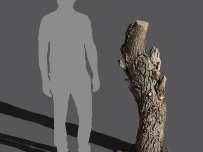  Tall Gnarly Cut Oak Stump Model 