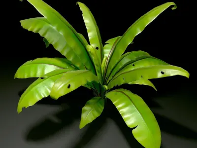 3D bird nest fern Low-poly 3D model
