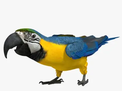  Ara Ararauna 'Blue-and-yellow Macaw Parrot' 