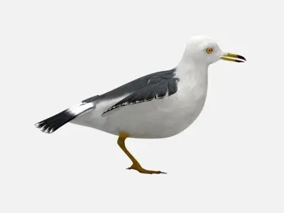 Black-tailed Gull Low-poly 3D model