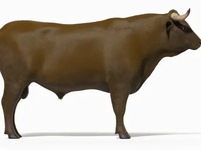 Bull Body, Skeleton and Organs Static 3D model