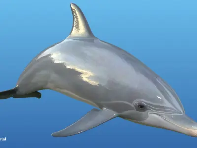 Dolphin Rigged 3D model