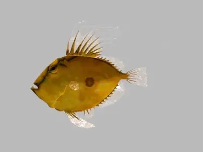 SANPEDRO LOW POLY fish 3D model