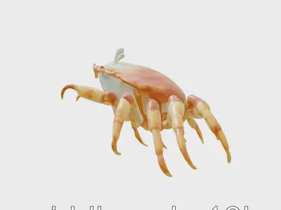 Porcelain Crab 3D Model with Detailed Anatomy Low-poly 3D model