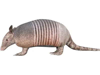 Armadillo Low-poly 3D model purchase