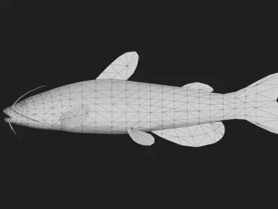 Catfish Low-poly 3D model 2
