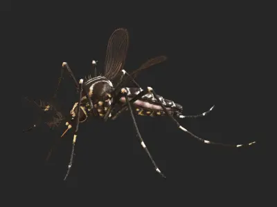  Aedes Aegypti - Mosquito 