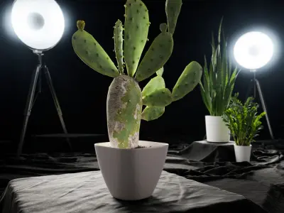  Imperfect Prickly Pear Cactus Potted Plant Model  purchase