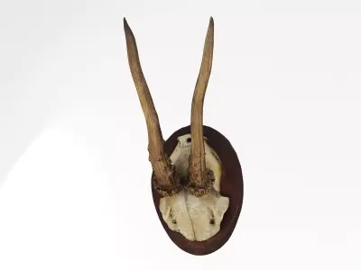Deer Antler Trophy 3D model