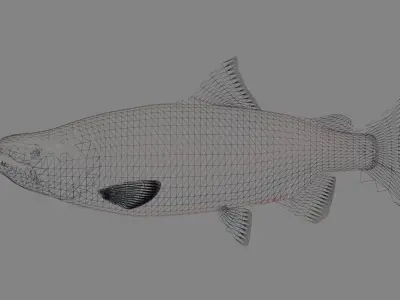 Coho Salmon 3D model