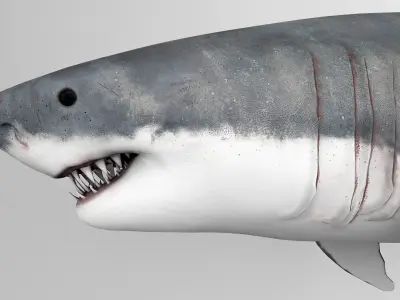 Great White Shark 3D model purchase