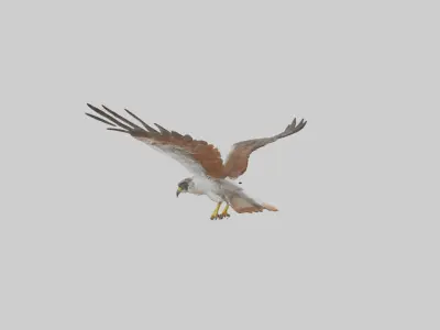 Falcon flying model 3D model