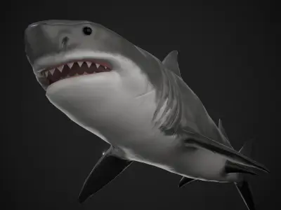 Shark Low-poly 3D model 45