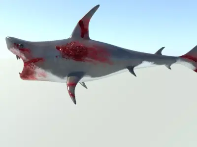 shark Low-poly 3D model get