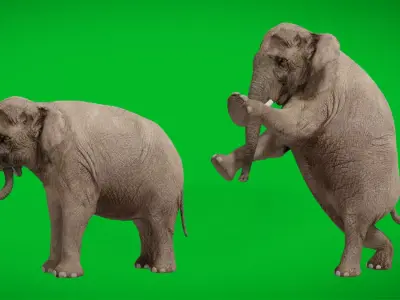 Asian Asiatic Elephant Free 3D model