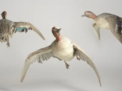Flying duck 13 Low-poly 3D model