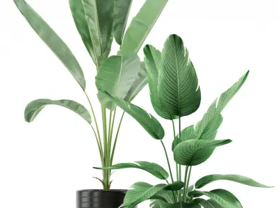 Plants collection 119 3D model