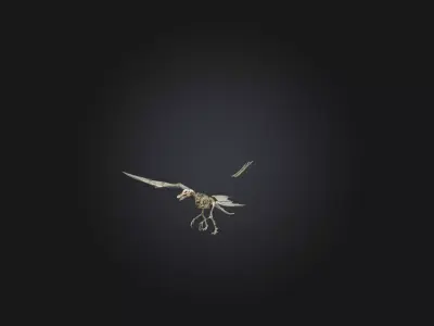 Realistic Pteranodon Skeleton Model Low-poly 3D model