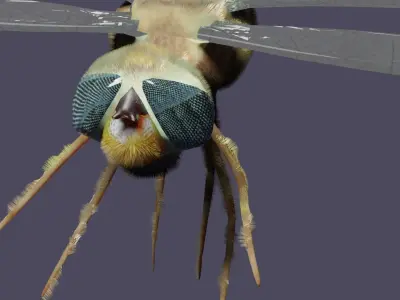 dragonfly Low-poly 3D model buy