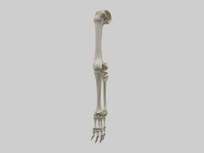 Leg skeleton Low-poly 3D model
