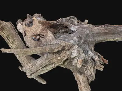 Dead old tree of the real world 3d scan in highpoly 3D model