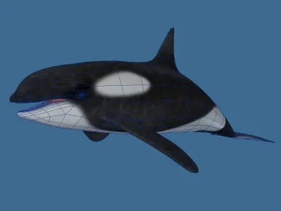 Killer Whale 3D model purchase