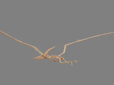 Pteranodon Skeleton 3D model Low-poly 3D model