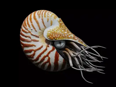 Chambered nautilus Low-poly 3D model