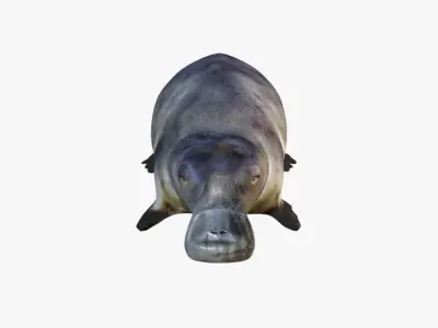 Platypus Free 3D model