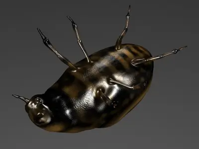 Beetle 3D model shop