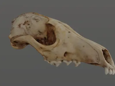 Fox Skull 3D model