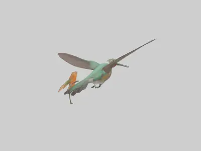 Common Hummingbird hovering model 3D model