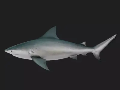 Shark Low-poly 3D model 9